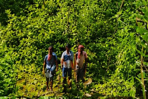 Livelihood Development